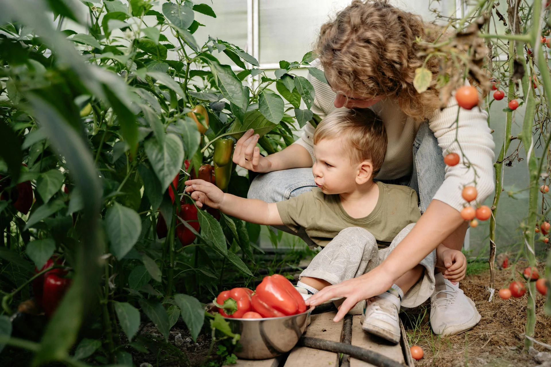 Woman and child picking red bell peppers in a greenhouse; child reaches for a pepper.